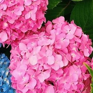 Meet your Posher, Toni